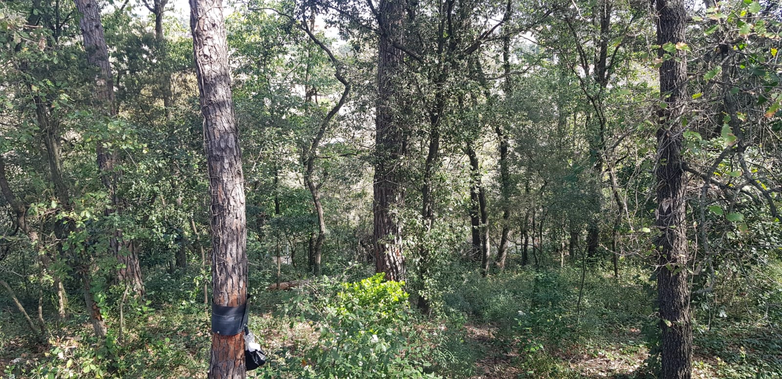 TERRENO MUY AMPLIO PARCIALMENTE VALLADO