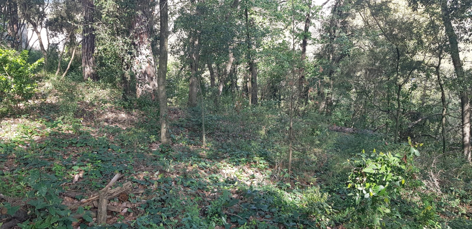 TERRENO MUY AMPLIO PARCIALMENTE VALLADO