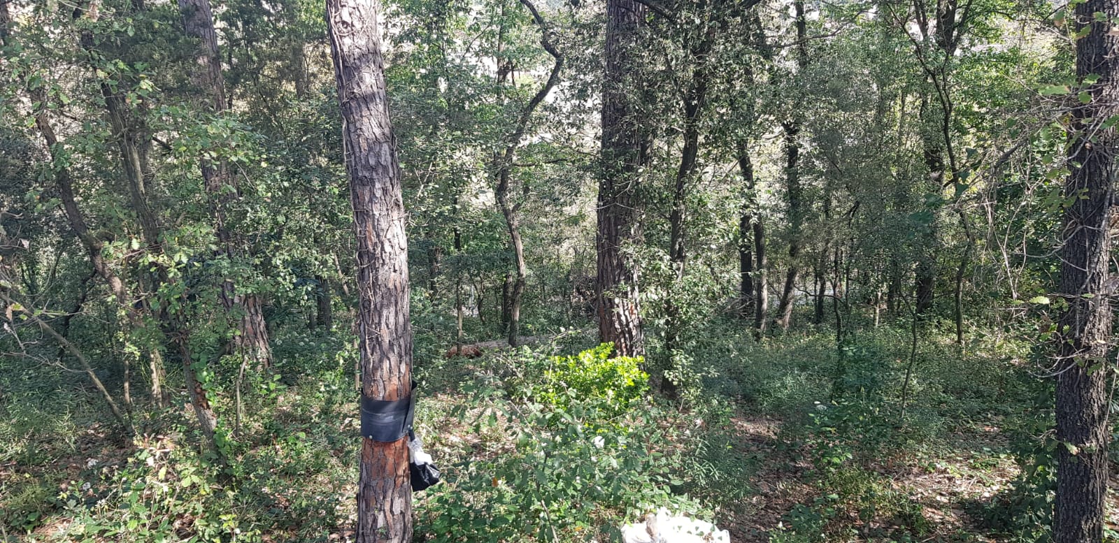 TERRENO MUY AMPLIO PARCIALMENTE VALLADO