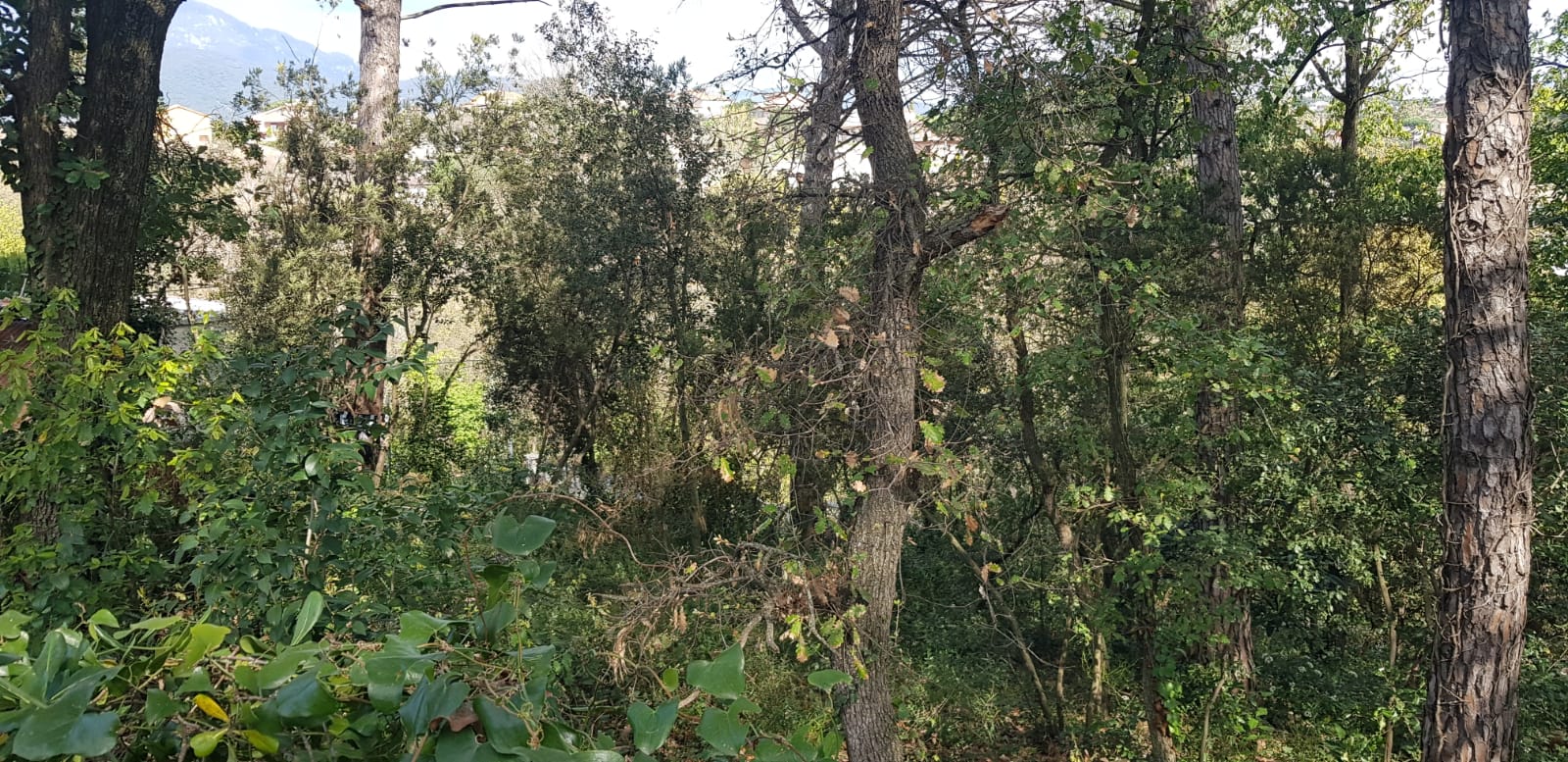 TERRENO MUY AMPLIO PARCIALMENTE VALLADO