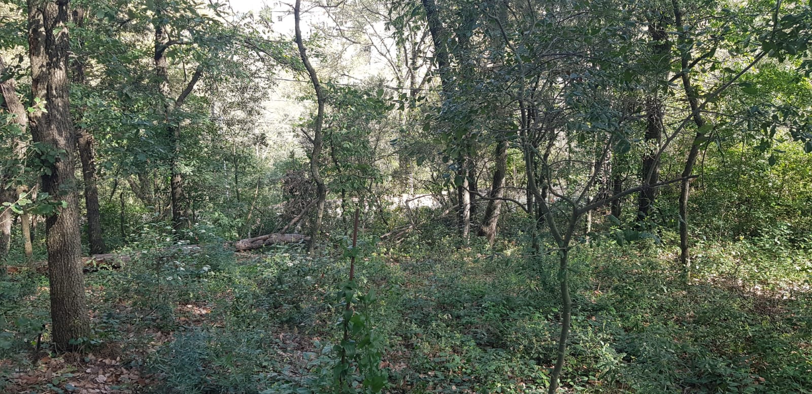 TERRENO MUY AMPLIO PARCIALMENTE VALLADO