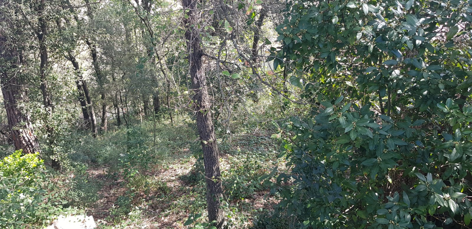 AMPLIA PARCEL·LA PER A TORRE QUATRE VENTS