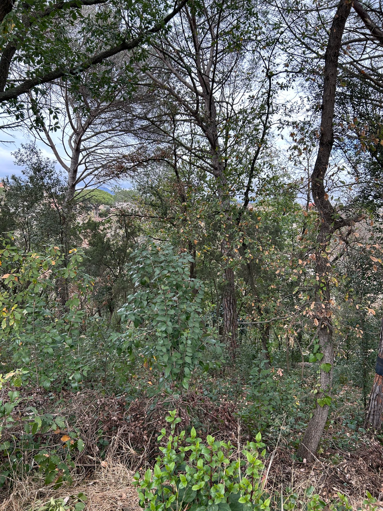 AMPLIA PARCEL·LA PER A TORRE QUATRE VENTS