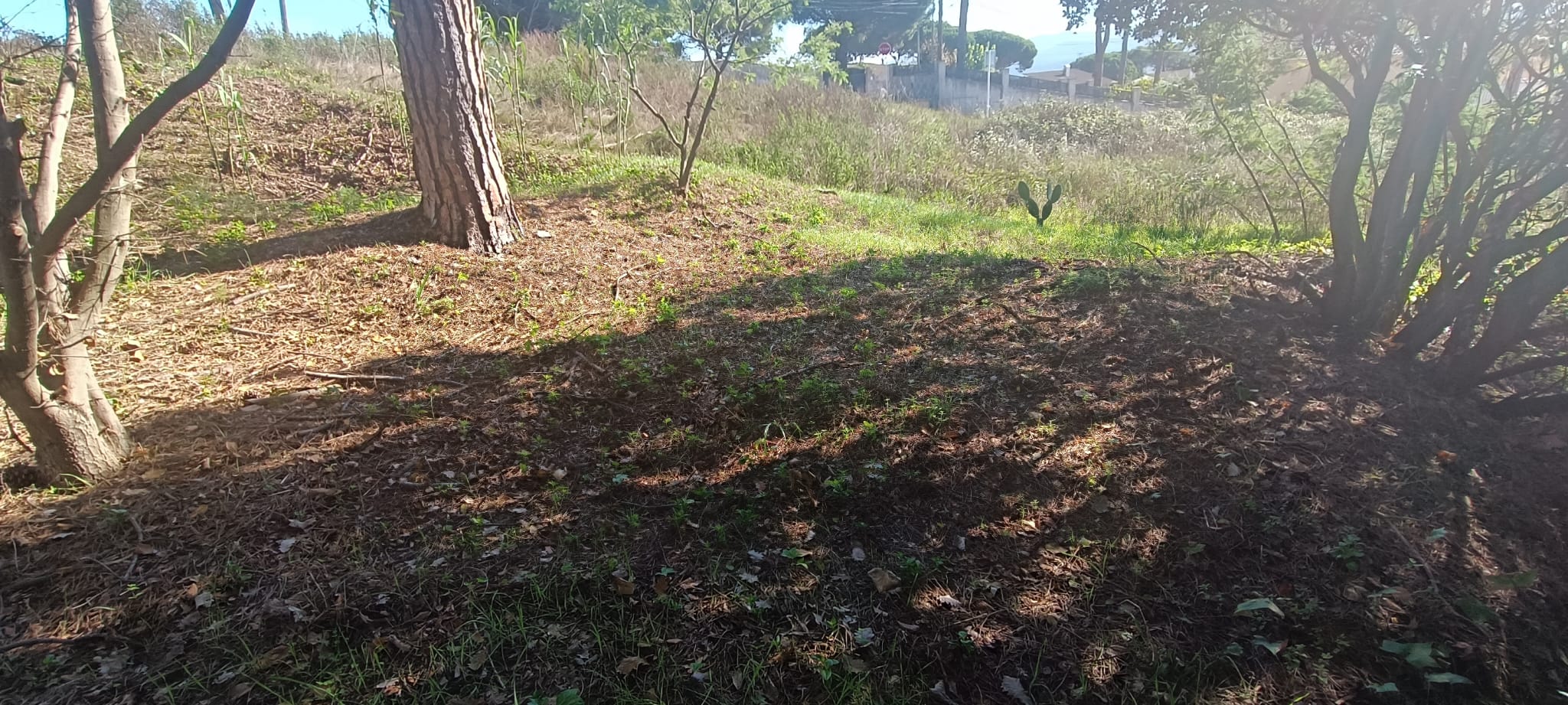GUALBA ROYAL TERRENY AMB PETITA EDIFICACIO